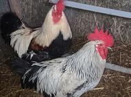 Grajewo ogłoszenia: Sprzedam koguty - zdjęcie