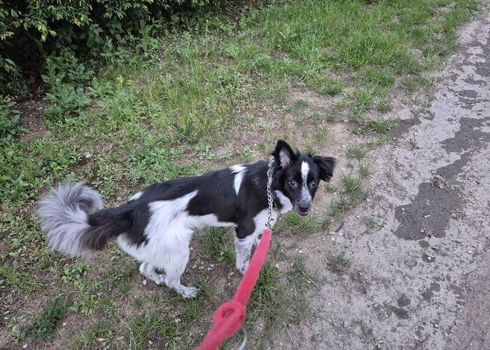 Grajewo ogłoszenia: Z przyczyn nie zależnych ode mnie jestem zmuszona oddać 1,5...