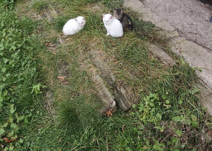 Grajewo ogłoszenia: Oddam za darmo śliczne kotki.